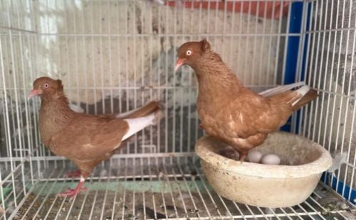 pigeon surmi breeding with eggs