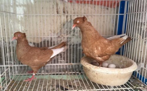 pigeon surmi breeding with eggs
