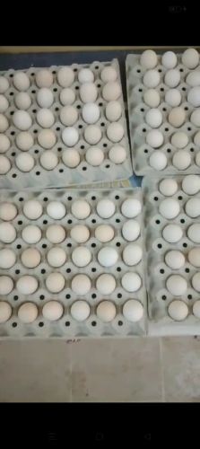 Fresh Organic Chicken Eggs...