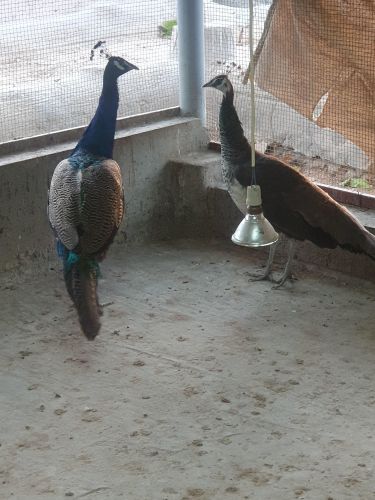 للبيع طاووس
