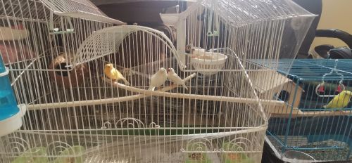 birds with cages for sale