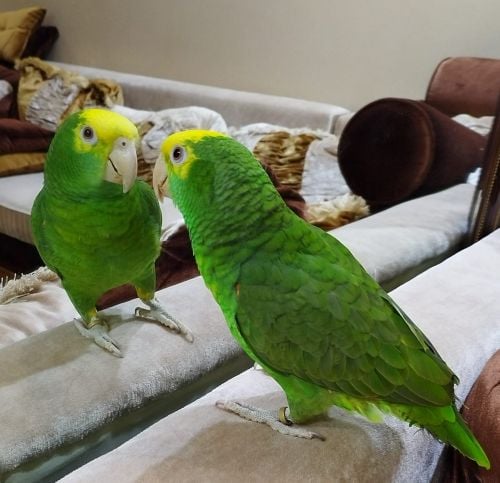 missing Missing Amazon parrot