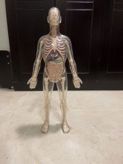 human body for sale