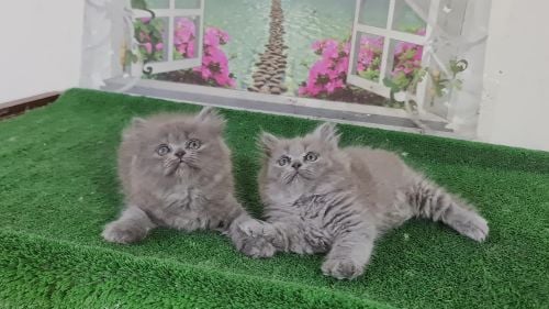 cute hemalyan kittens