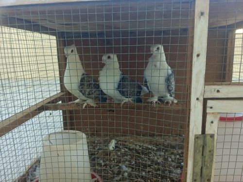 Bint Al-Balad pigeons for sale250