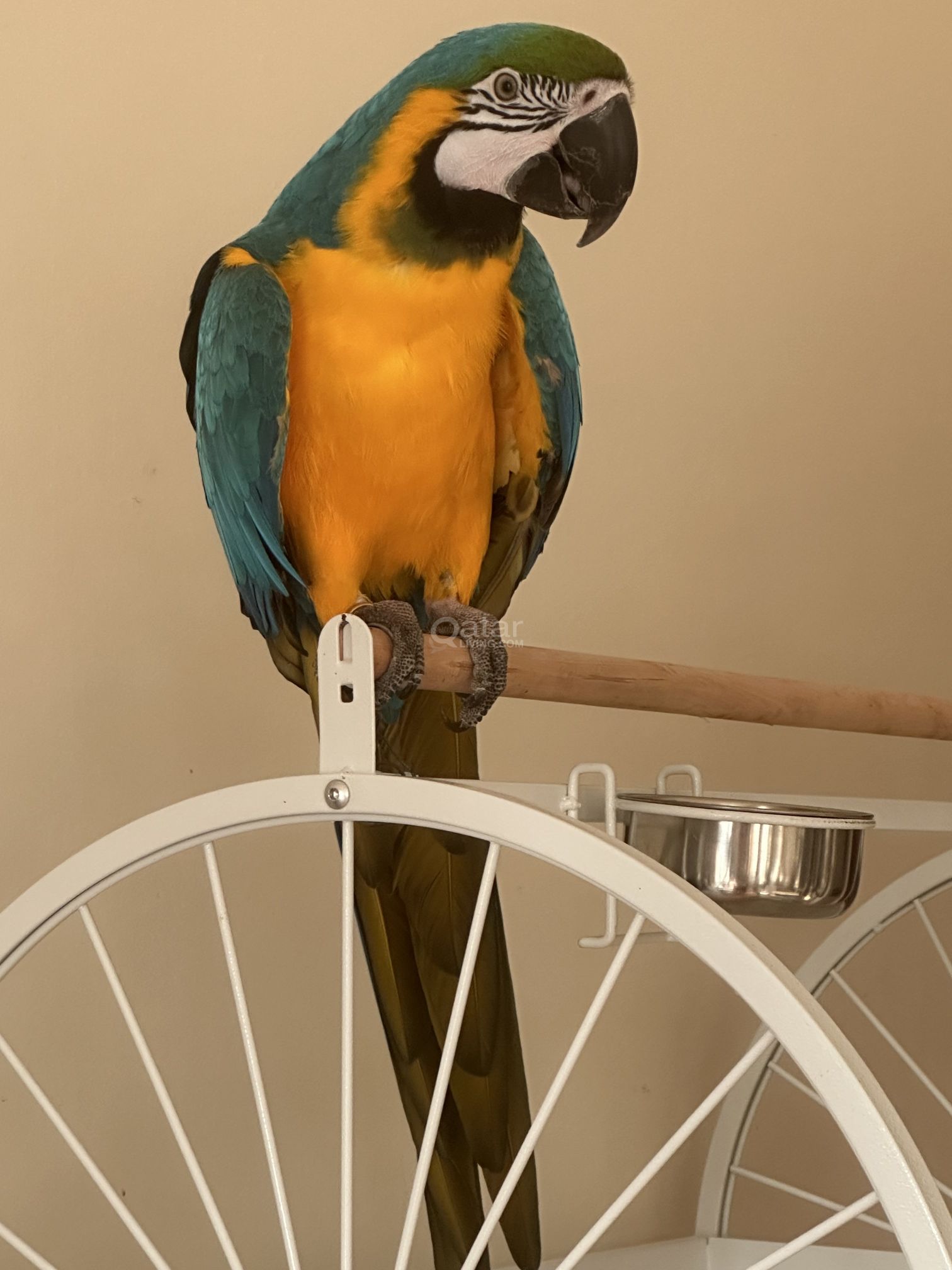 macaw tamed free fly