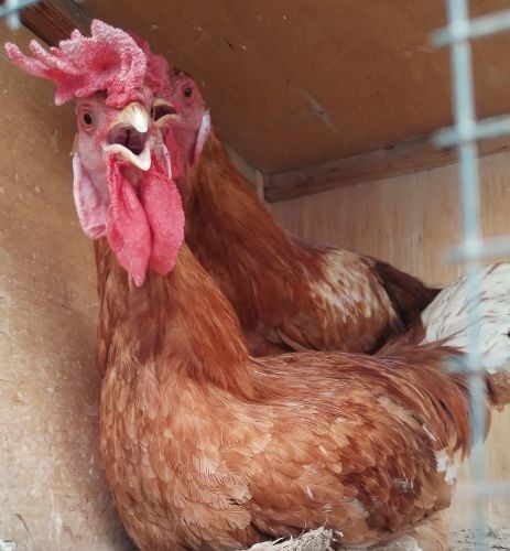 Rooster and chicken for sale