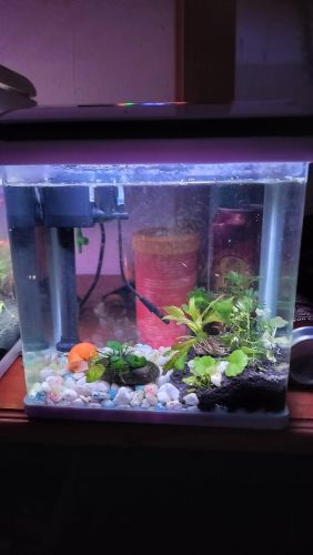 planted tank for sale