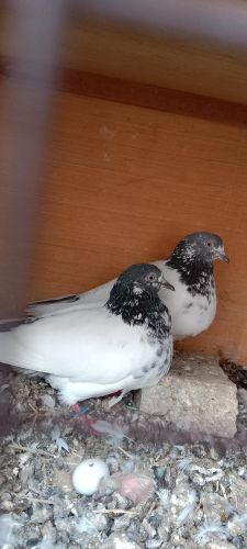 Pakistani highfly pigeon
