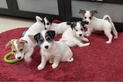 Jack Russell Terrier Puppies 