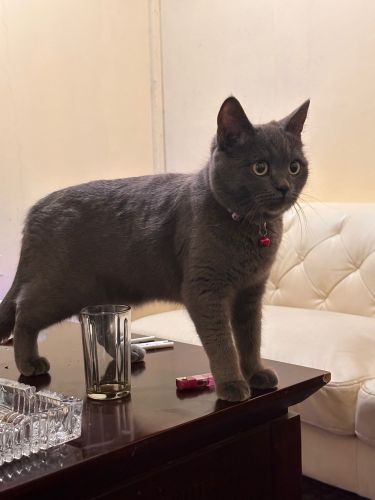 chartreux French 