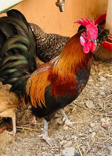 Rooster Pure For Sale
