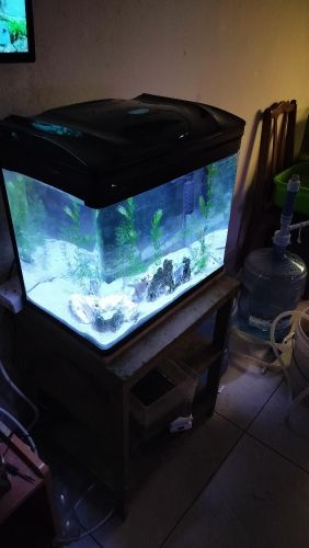 60 ltr aquarium fish tank