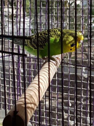 Female budgie for Free