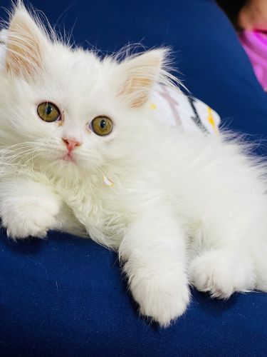قطه شيراز عمرها شهرين للبيع 