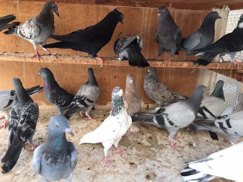 For sell mix pigeons