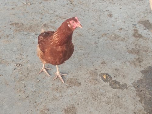 دجاج لوهمان براون