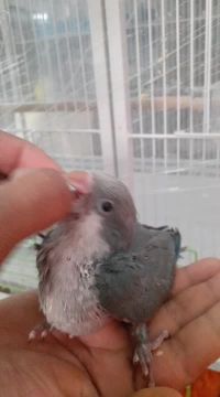 Quaker Baby parrot