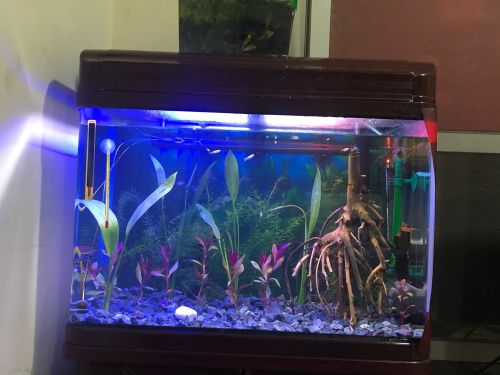 aquarium fish tank 60cm
