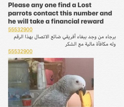 Parrot missing 