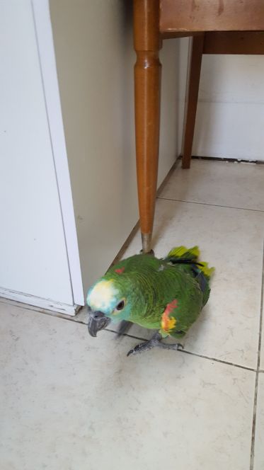 Found a Parrot