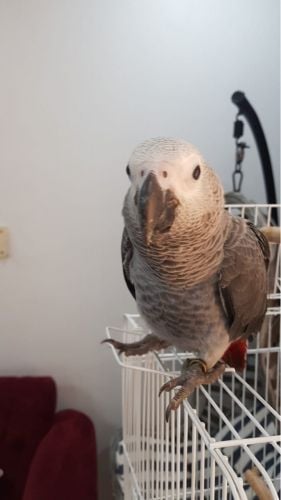 lost parrot age 5 months 