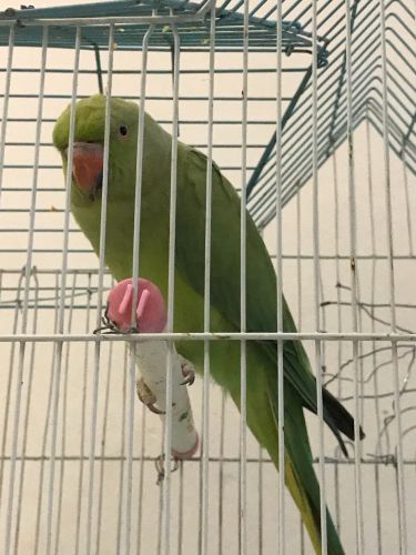 Lost parrot from al mamoura area