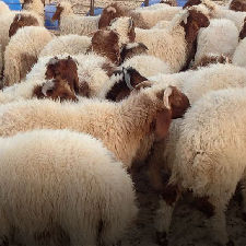 Horses and Sheeps and Camels حيوانات